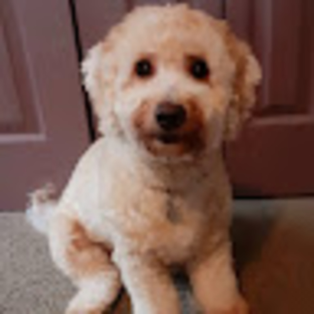Meet your Posher, Penny